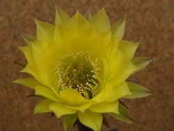 Echinopsis hybrid, květináč 7 cm - 12416184