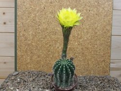 Echinopsis hybrid, květináč 7 cm - 12416185