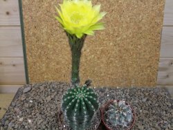Echinopsis hybrid, květináč 7 cm - 12416186