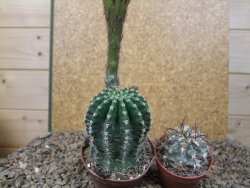 Echinopsis hybrid, květináč 7 cm - 12416187