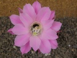 Echinopsis hybrid, květináč 6,5 cm