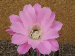 Echinopsis hybrid, květináč 6,5 cm - 12416190