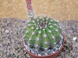 Echinopsis hybrid, květináč 6,5 cm - 12416200