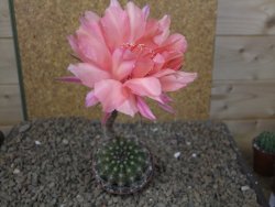 Echinopsis hybrid, květináč 6,5 cm - 12416201