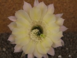 Echinopsis hybrid, květináč 5,5 cm - 12416212