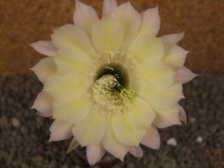 Echinopsis hybrid, květináč 5,5 cm