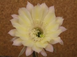 Echinopsis hybrid, květináč 5,5 cm - 12416214