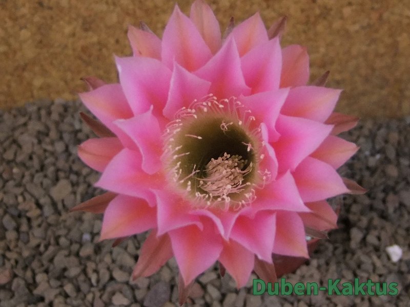 Echinopsis hybrid, květináč 5,5 cm