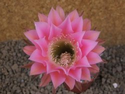 Echinopsis hybrid, květináč 5,5 cm - 12416218