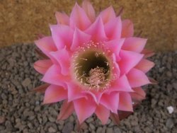 Echinopsis hybrid, květináč 5,5 cm