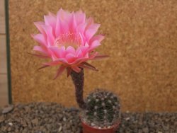 Echinopsis hybrid, květináč 5,5 cm - 12416222