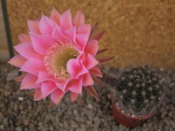 Echinopsis hybrid, květináč 5,5 cm - 12416225