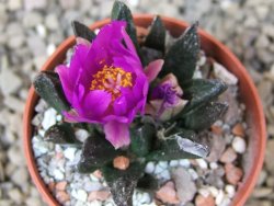 Ariocarpus scapharostrus Rayones, květináč 5,5 cm - 12416242