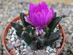 Ariocarpus scapharostrus Rayones, květináč 5,5 cm - 12416243