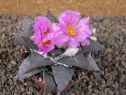Ariocarpus confusus PP 420 Aramberi NL 6,5 cm Cites IA