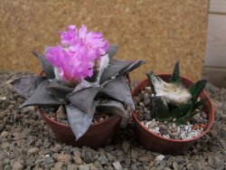 Ariocarpus confusus PP 420 Aramberi NL 6,5 cm Cites IA - 12416253