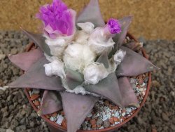Ariocarpus confusus PP 420 Aramberi NL 10 cm Cites IA - 12416254