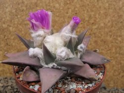 Ariocarpus confusus PP 420 Aramberi NL 10 cm Cites IA - 12416256