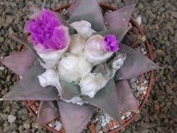Ariocarpus confusus PP 420 Aramberi NL 10 cm Cites IA - 12416257