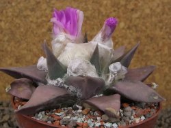 Ariocarpus confusus PP 420 Aramberi NL 10 cm Cites IA - 12416259