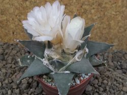 Ariocarpus confusus La Escondida, NL květináč 6,5 cm Cites IA