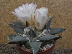 Ariocarpus confusus La Escondida, NL květináč 6,5 cm Cites IA - 12416272