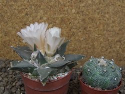 Ariocarpus confusus La Escondida, NL květináč 6,5 cm Cites IA - 12416275