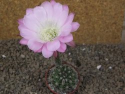 Echinopsis hybrid Světlá romantika, květináč 5,5 cm - 12416277