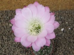 Echinopsis hybrid Světlá romantika, květináč 5,5 cm