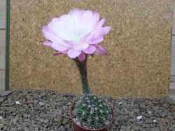 Echinopsis hybrid Světlá romantika, květináč 5,5 cm - 12416279
