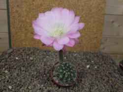 Echinopsis hybrid Světlá romantika, květináč 5,5 cm - 12416280