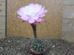 Echinopsis hybrid Světlá romantika, květináč 5,5 cm - 12416282