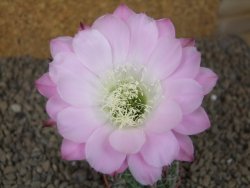 Echinopsis hybrid Světlá romantika, květináč 5,5 cm - 12416284