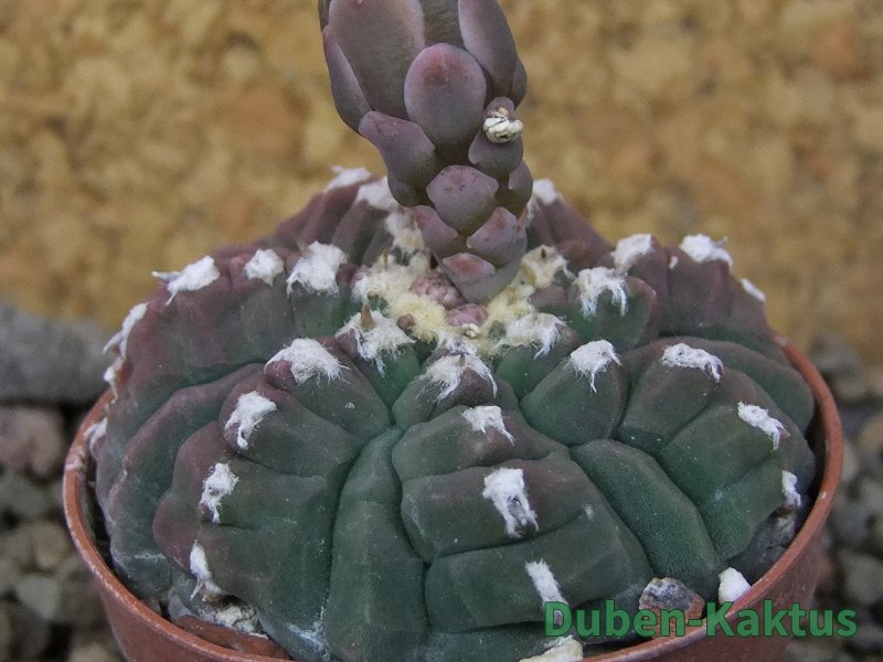 Gymnocalycium vatteri unguispinum, pot 5,5 cm