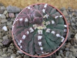 Gymnocalycium vatteri unguispinum, pot 5,5 cm - 12416300