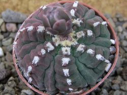 Gymnocalycium vatteri unguispinum, pot 5,5 cm - 12416301