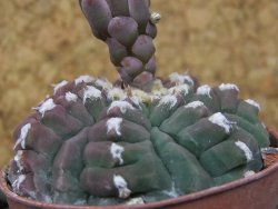 Gymnocalycium vatteri unguispinum, pot 5,5 cm - 12416303