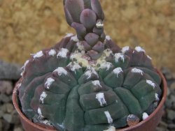 Gymnocalycium vatteri unguispinum, pot 5,5 cm