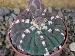 Gymnocalycium vatteri unguispinum, pot 5,5 cm - 12416305