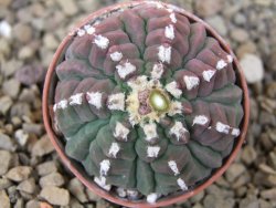Gymnocalycium vatteri unguispinum, pot 5,5 cm - 12416306