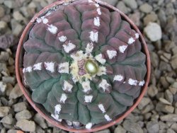 Gymnocalycium vatteri unguispinum, pot 5,5 cm - 12416307