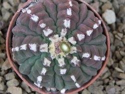 Gymnocalycium vatteri unguispinum, pot 5,5 cm - 12416308