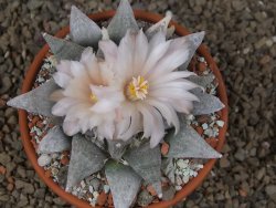 Ariocarpus retusus SB 68 Coronel, SLP květináč 9 cm cites IA - 12416312