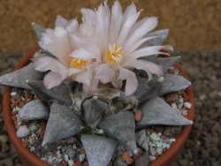 Ariocarpus retusus SB 68 Coronel, SLP květináč 9 cm cites IA - 12416313