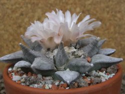 Ariocarpus retusus SB 68 Coronel, SLP květináč 9 cm cites IA