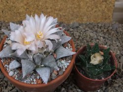 Ariocarpus retusus SB 68 Coronel, SLP květináč 9 cm cites IA - 12416317