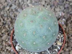 Tephrocactus geometricus květináč 6,5 cm - 12416321