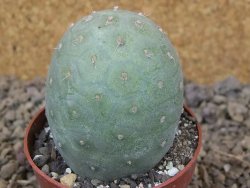 Tephrocactus geometricus květináč 6,5 cm - 12416323