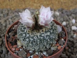 Ariocarpus kotschoubeyanus albiflorus Tula květináč 6,5 cm - 12416326