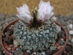 Ariocarpus kotschoubeyanus albiflorus Tula květináč 6,5 cm